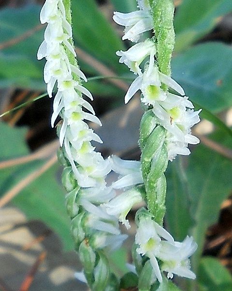 Spiranthes spiralis